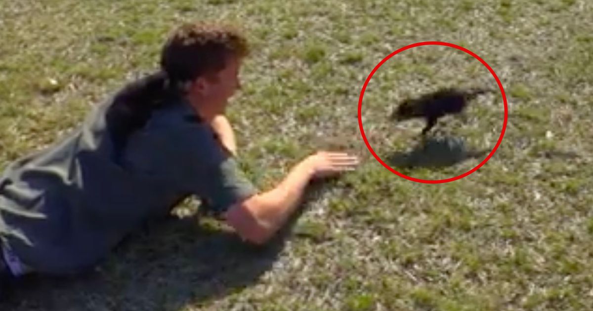 Dieser kleine Tasmanische Teufel ist in seinen Retter verliebt