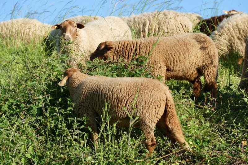 Diese Schafe fraßen versehentlich Hanf