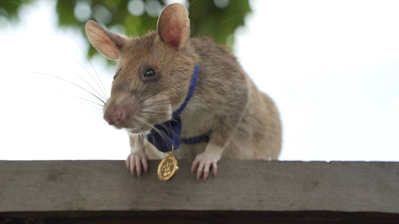 Ratte nimmt Mensch bei der Hand, um ihr etwas zu zeigen