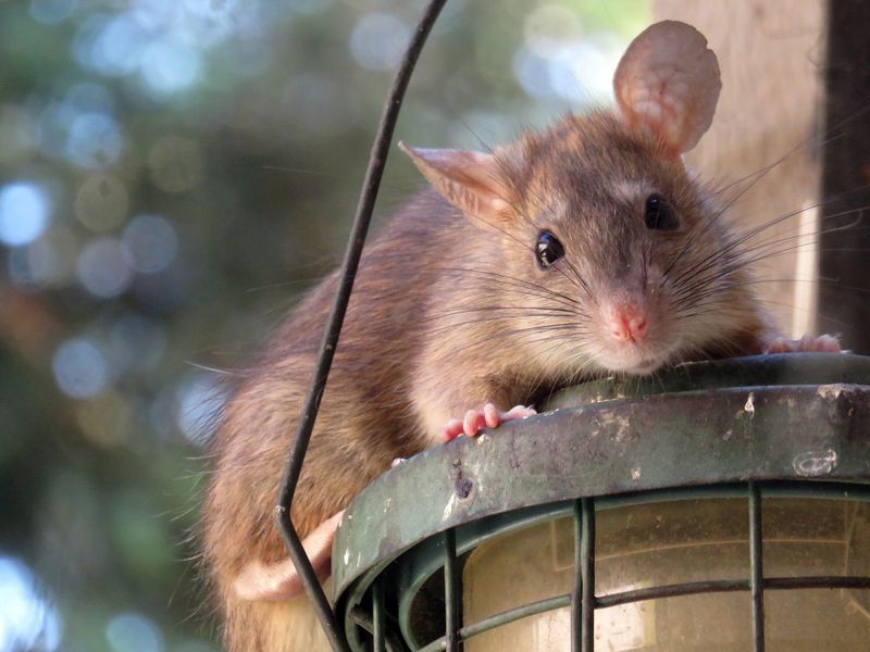 Hier kommt der ultimative Beweis, dass Ratten die süßesten Tiere aller Zeiten sind