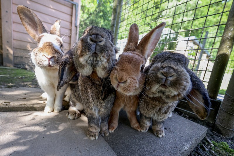 Kaninchen und Nager fressen ihren Kot aus dem Blinddarm. Er hat für sie sehr wichtige Nährstoffe.