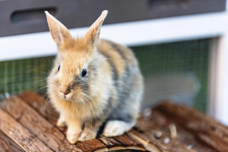 Koprophagie hat auch Einwirkungen auf das Sozialverhalten der Tiere.