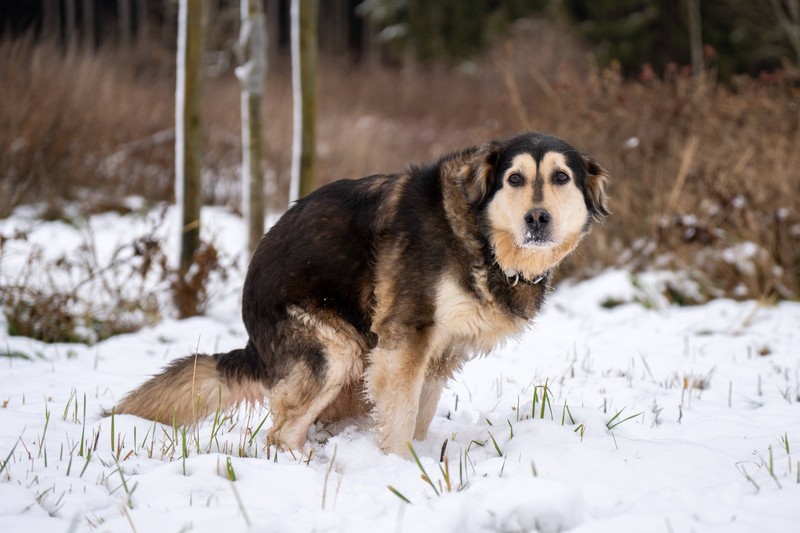 Viele Haustiere essen ihren eigenen Kot. Aber wieso eigentlich?