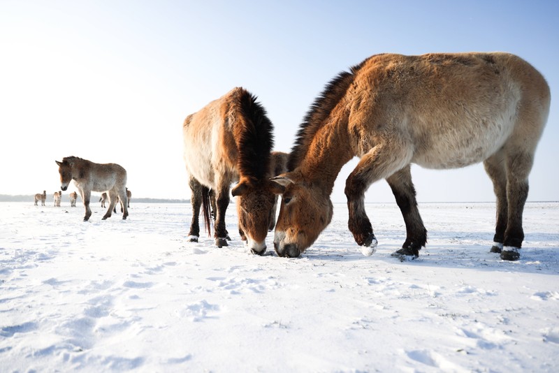 Wie wird die Tierpflege auf die Koprophagie angepasst?