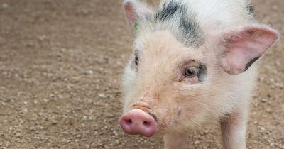 Immer mehr mutierte Schweine werden geboren