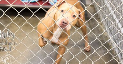 Als dieses Tierheim schließen muss, weiß niemand wohin mit den Tieren