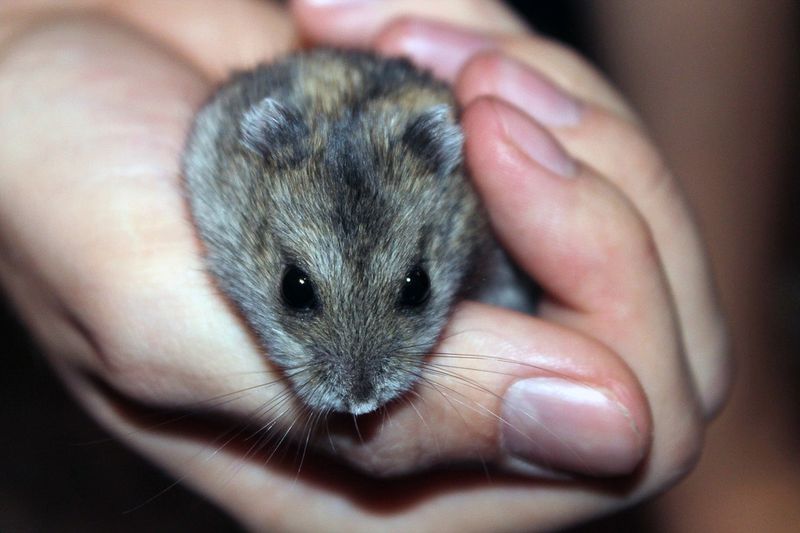 Ihr Hamster rührte sich tagelang nicht vom Fleck. Was der Tierarzt fand, ist unglaublich!