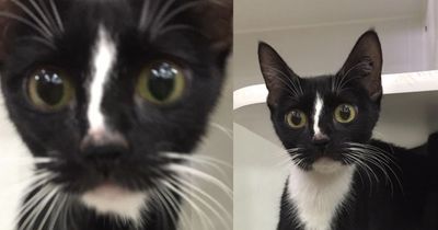 Total verrückt: Diese Katze hat die längsten Beine, die du je gesehen hast!