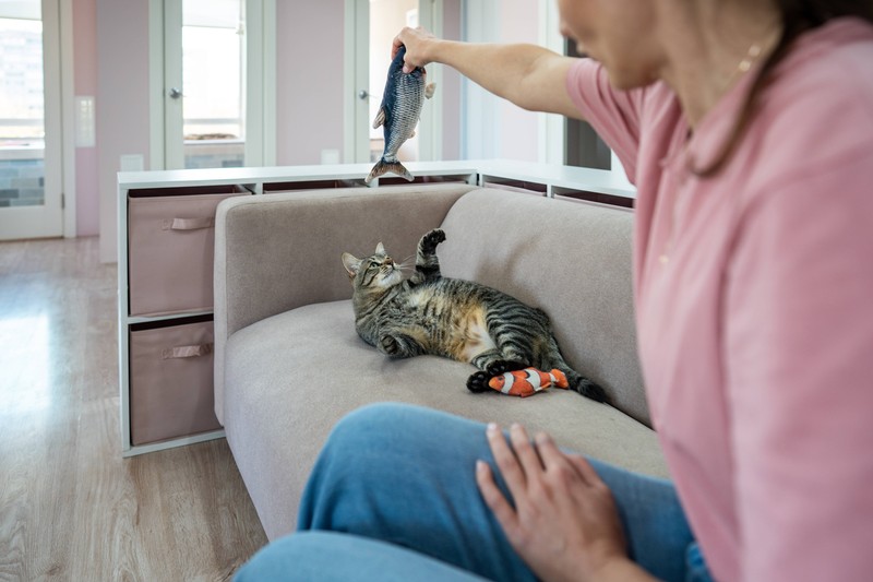 Es ist wichtig, sich auch mit deiner Katze regelmäßig zu beschäftigen.