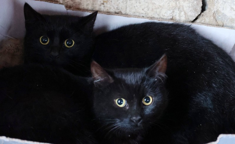5 Fakten über Katzen, die jeder Katzenbesitzer wissen sollte