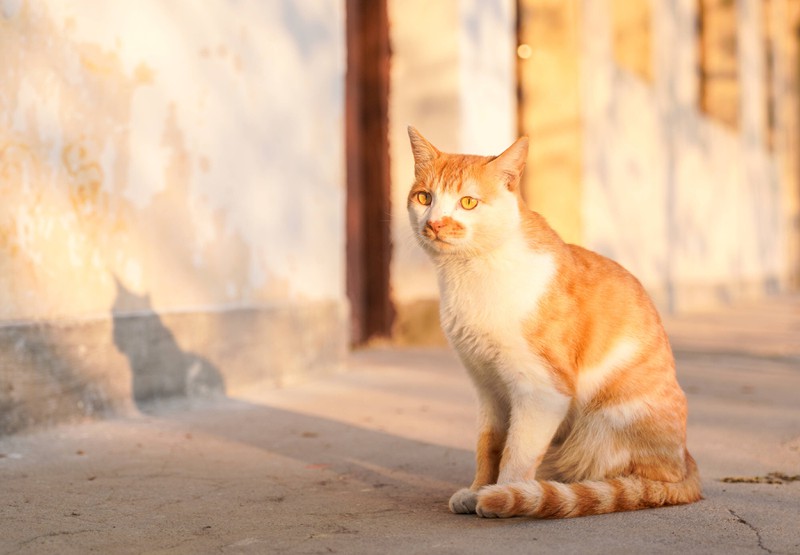 5 Fakten über Katzen, die jeder Katzenbesitzer wissen sollte