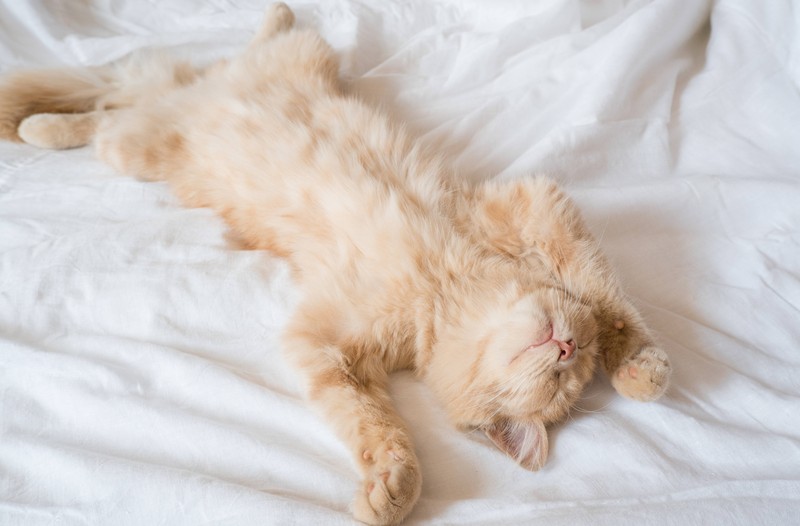 Kann sich einfach jede Person eine Katze zulegen?