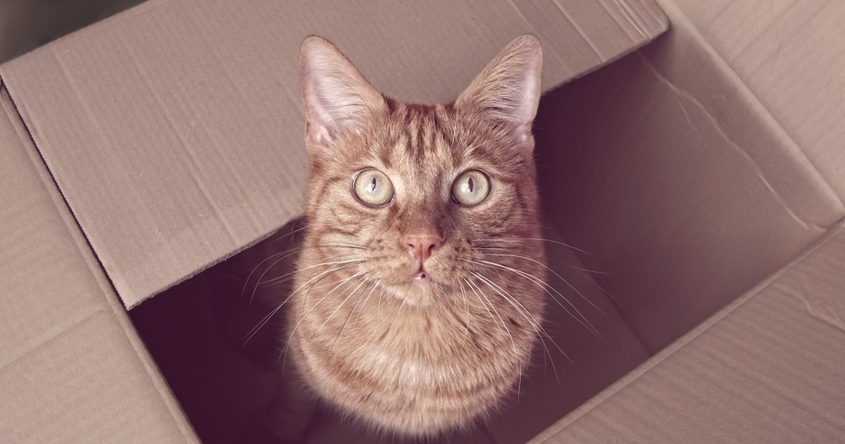 10 Fakten über Katzen, die jeder Katzenbesitzer wissen sollte