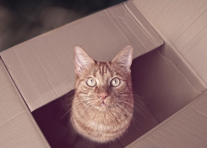 Was musst du über die Katzenhaltung wissen?