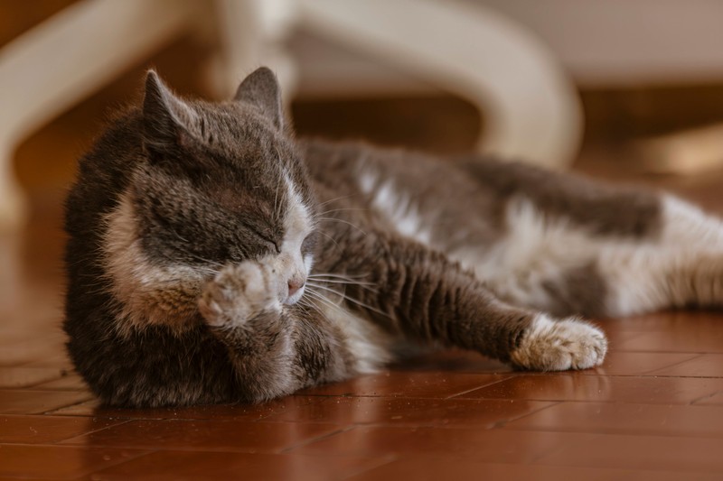 Wie lange solltest du eine Katze höchstens alleine lassen?