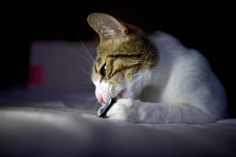 Wie musst du reagieren, wenn deine Katze beißt?