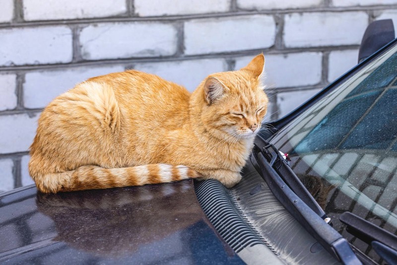 Wie solltest du dich verhalten, wenn du eine Katze im Straßenverkehr siehst?