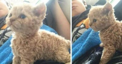 Das hat es mit der Katze mit dem lockigen Fell auf sich