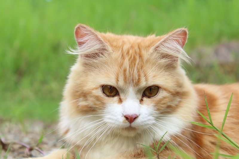 Auf diesem Hof leben 57 Katzen