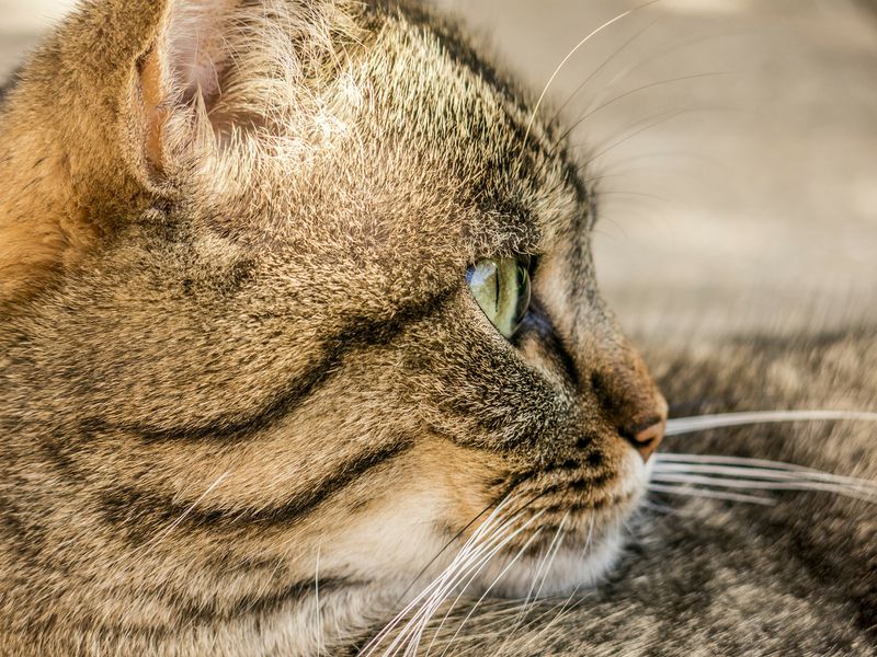 Auf diesem Hof leben 57 Katzen