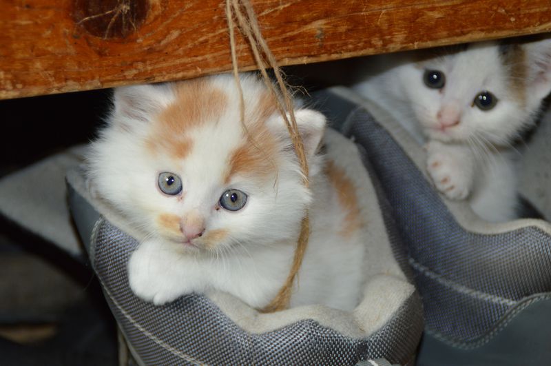 Auf diesem Hof leben 57 Katzen