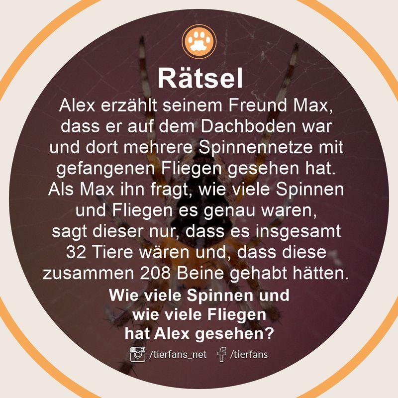 Ein Tierrätsel rund um Spinnennetze