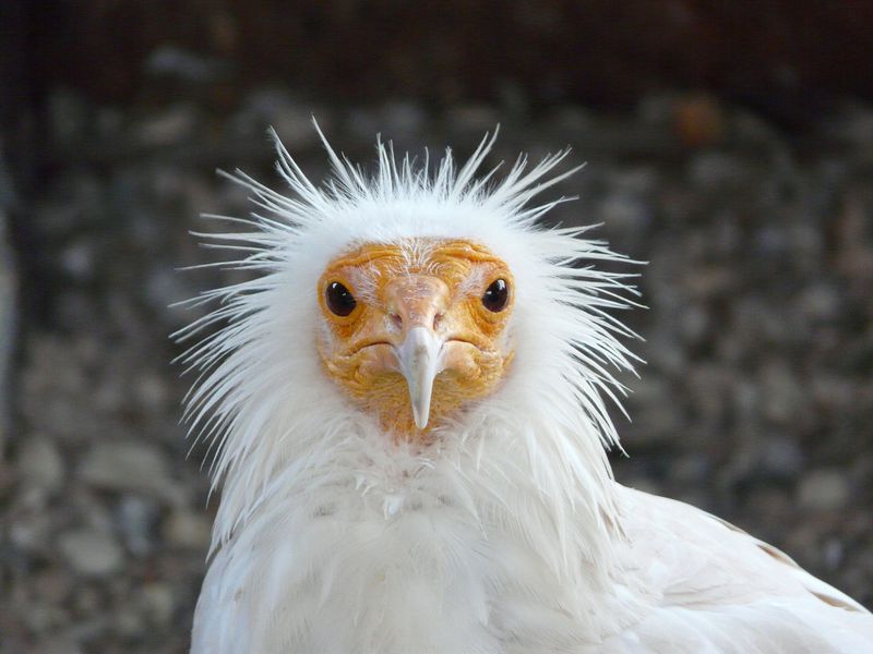 Wunderbare Natur: