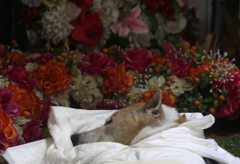 Als sein Hund stirbt, erweist er ihm eine ganz besondere letzte Ehre