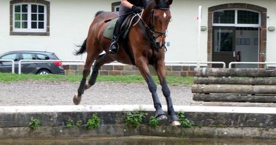 Dramatischer Unfall: Pferd stürzt mit Reiterin in die Isar