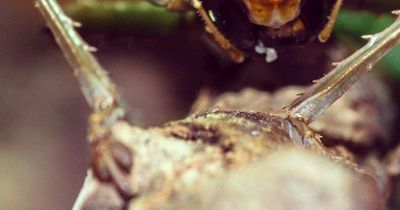 Insektenburger im Supermarkt!