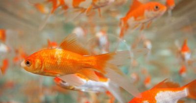 Neue Studie zeigt, dass Goldfische Alkohol herstellen können