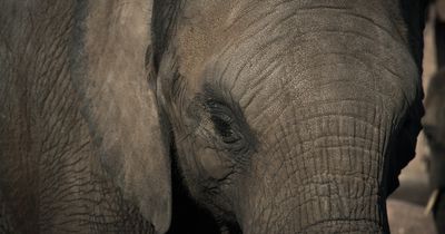 Die Wildnis schlägt zurück