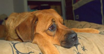 So könnt ihr euren Hund ans Alleinsein gewöhnen