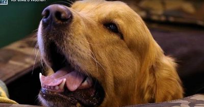 Als sein Hund im Garten buddelte, fand er etwas Unglaubliches