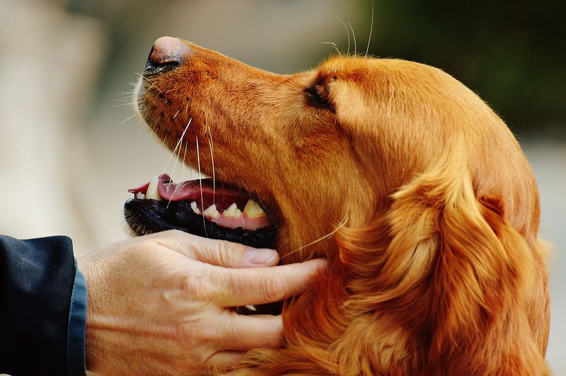 Dieser fremde Hund kam jeden Tag zu ihr, um einen Mittagsschlaf zu machen und ging