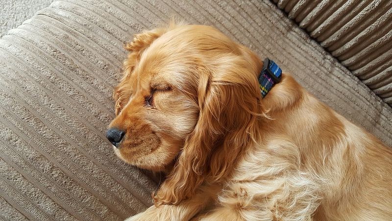Dieser fremde Hund kam jeden Tag zu ihr, um einen Mittagsschlaf zu machen und ging