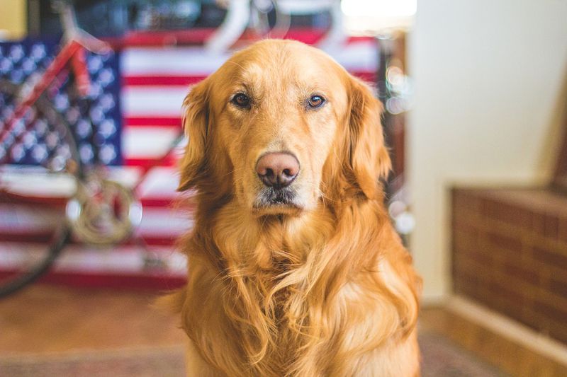 Dieser fremde Hund kam jeden Tag zu ihr, um einen Mittagsschlaf zu machen und ging