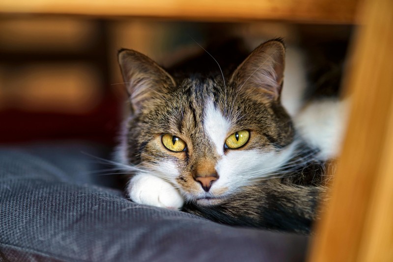 Katzenminze ist keine Pfefferminze.