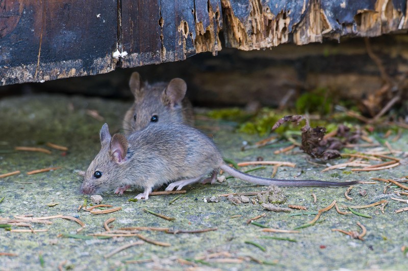 Mäuse und Ratten werden durch Minze vertrieben.