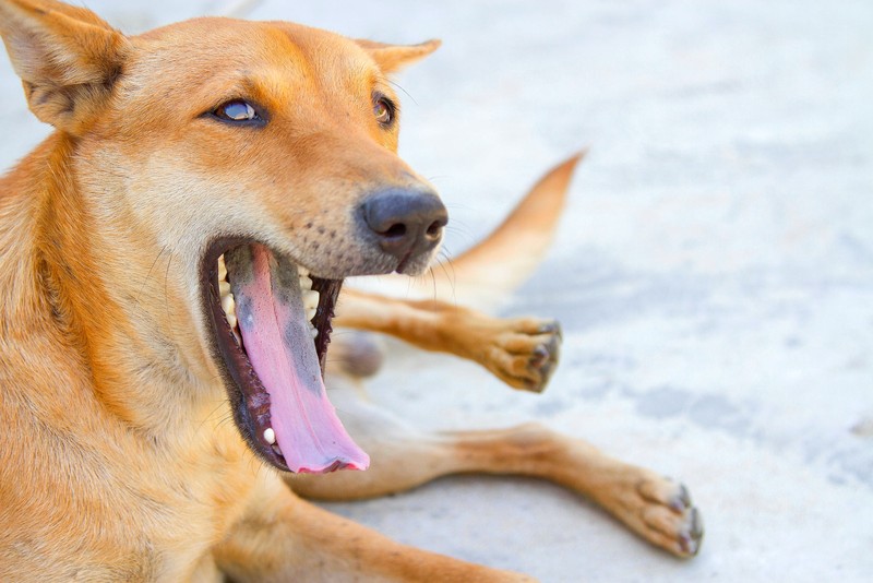 Minze kann bei Hunden bei Mundgeruch helfen.