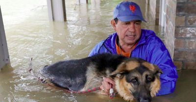 So hart traf Hurrikan "Harvey" Haustiere