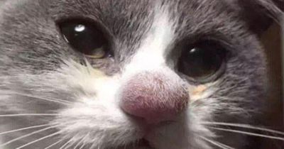 Die Katzen hatten unglückliche Begegnungen mit Bienen