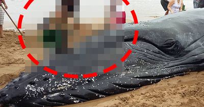 Badegäste retten gestrandeten Babywal