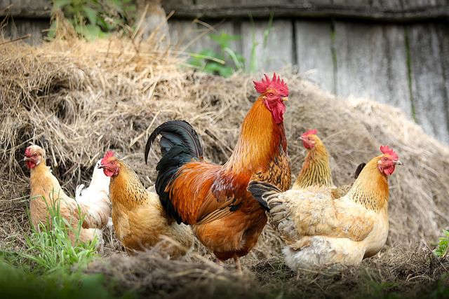 So hat dieser Farmer seine Hühner unter Kontrolle