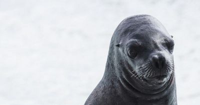 Tierschützer protestieren gegen offizielle Seehund-Jäger
