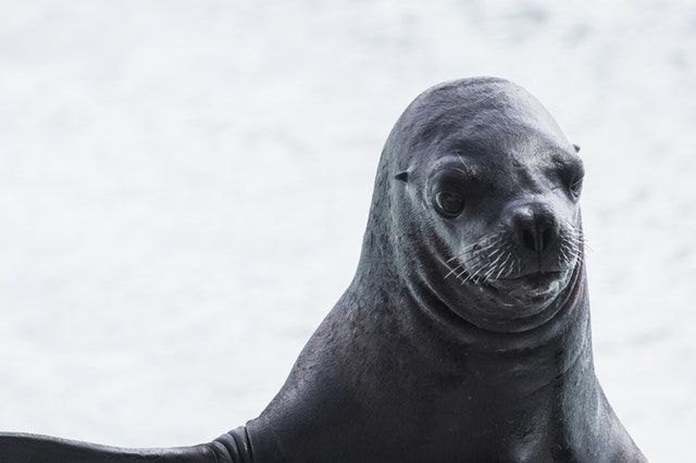 Tierschützer protestieren gegen offizielle Seehund-Jäger
