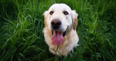 Sein Hund rannte davon - doch Gonker fand den Weg zurück nach Hause