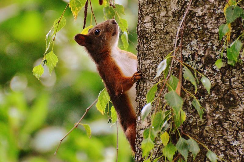 Ein Eichhörnchen trifft auf eine Katze. Was dann passiert, ist göttlich!