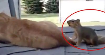Ein Eichhörnchen trifft auf eine Katze. Was dann passiert, ist göttlich!