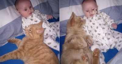 Der kleine Isaac hat ein krankes Herz - doch Katze Siggy will helfen